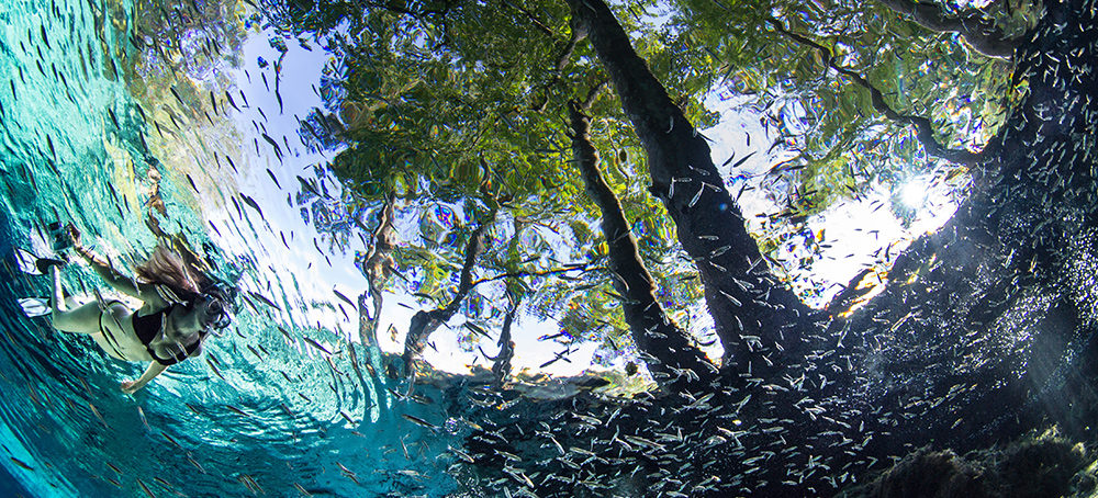 Underwater image of fish swimming through a clear spring with trees hovering above.